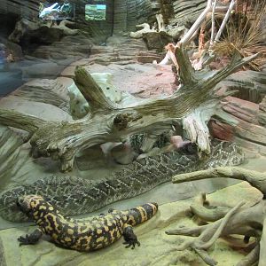 Caldwell Zoo 2010 - Western Diamond Rattlesnake and Gila Monster
