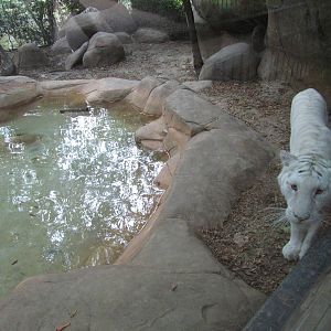 Caldwell Zoo 2010 - White Tiger as the second geographical violation