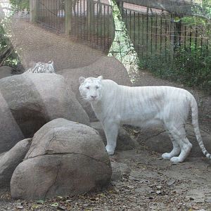 Caldwell Zoo 2010 - White Tigers as the second geographical violation