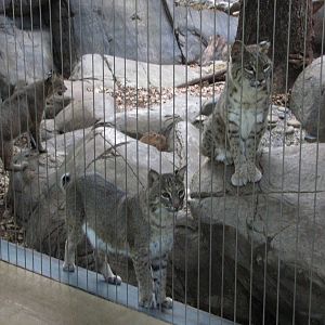 Caldwell Zoo 2010 - Bobcats in the North America section