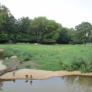 Caldwell Zoo 2010 - Grassy paddock for Texas Longhorn and formerly American