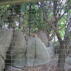 Caldwell Zoo 2010 - North American Red Fox exhibit