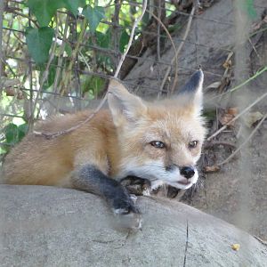 Caldwell Zoo 2010 - North American Red Fox