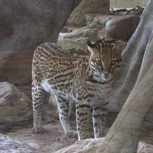 Dallas World Aquarium 2010 - Ocelot