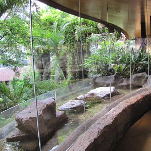 Dallas World Aquarium 2010 - Part of the Blue Penguin exhibit
