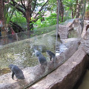 Dallas World Aquarium 2010 - Blue Penguins