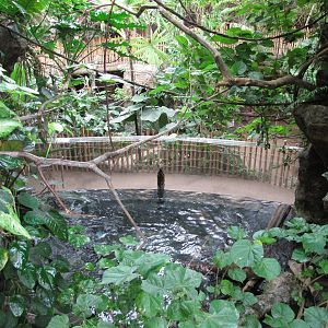 Dallas World Aquarium 2010 - View over the Giant Otter exhibit from the hig