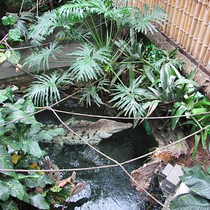 Dallas World Aquarium 2010 - Male Orinoco Crocodile