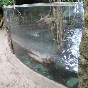 Dallas World Aquarium 2010 - Front of the Giant Otter exhibit from the lowe
