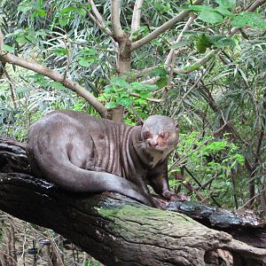 Dallas World Aquarium 2010 - Giant Otter
