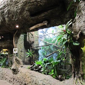Dallas World Aquarium 2010 - Front of Double-yellow headed Amazon Parrot ex