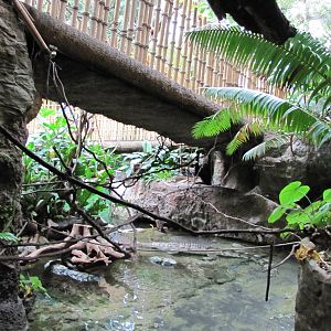 Dallas World Aquarium 2010 - Part of the Orinoco Crocodile exhibit