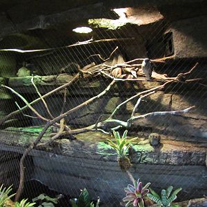 Dallas World Aquarium 2010 - Mixed exhibit on the Orinoco Rainforest level