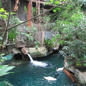 Dallas World Aquarium 2010 - Part of a mixed bird exhibit on the Orinoco Ra