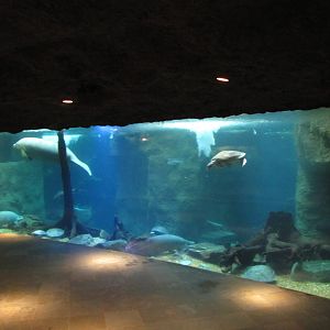 Dallas World Aquarium 2010 - Antillean Manatee, Arapaima and Arrau Turtle m