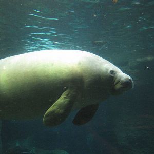 Dallas World Aquarium 2010 - Antillean Manatee