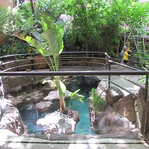 Dallas World Aquarium 2010 - Part of the Jackass Penguin exhibit