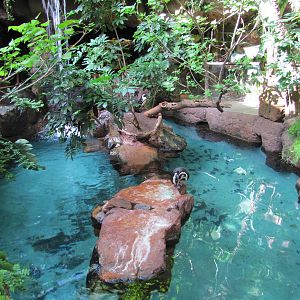 Dallas World Aquarium 2010 - Part of the Jackass Penguin exhibit