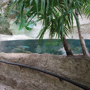Dallas World Aquarium 2010 - Fish tank on the Mundo Maya level