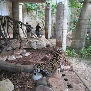 Dallas World Aquarium 2010 - Jaguar on the Mundo Maya level