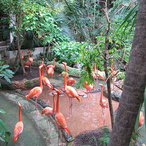 Dallas World Aquarium 2010 - Flamingo exhibit on the Mundo Maya level