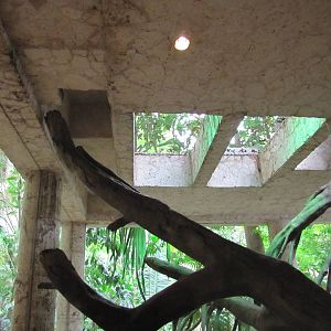 Dallas World Aquarium 2010 - Passage between levels in the Jaguar/Ocelot ex
