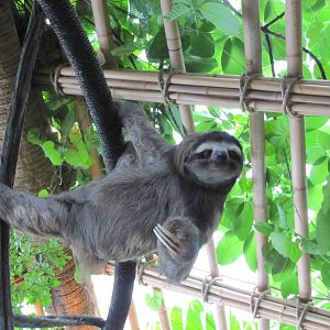 Dallas World Aquarium 2010 - The rare Three-toed Sloth