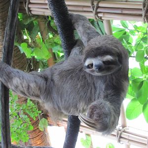Dallas World Aquarium 2010 - The rare Three-toed Sloth