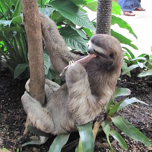 Dallas World Aquarium 2010 - The rare Three-toed Sloth