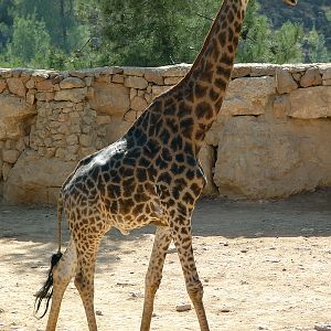 Giraffa camelopardalis giraffa / Transvaal (Cape) giraffe (male)