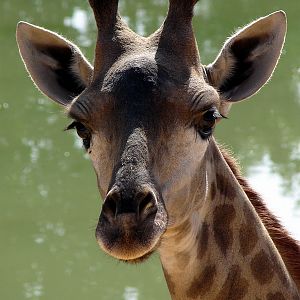 Giraffa camelopardalis giraffa / Transvaal (Cape) giraffe (young female)