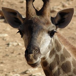Giraffa camelopardalis giraffa / Transvaal (Cape) giraffe (young female)
