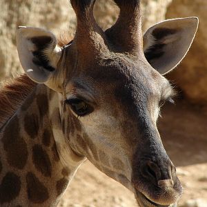 Giraffa camelopardalis giraffa / Transvaal (Cape) giraffe (young female)