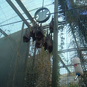 18/08/09 Little Red Flying Fox (I think)