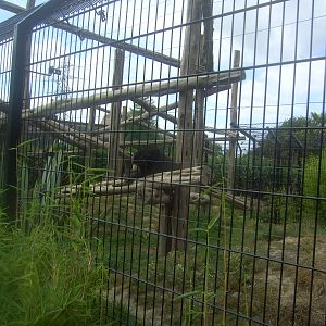 18/08/09 Sun Bear