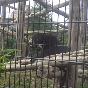 18/08/09 Sun Bear
