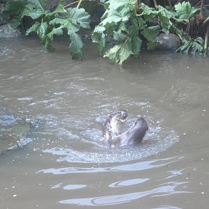 18/08/09 Smooth Coated Otter