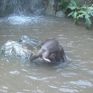 18/08/09 Smooth Coated Otter
