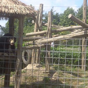 18/08/09 Sun Bears