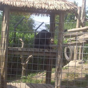 18/08/09 Sun Bear