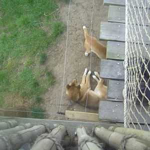 18/08/09 New Guinea Singing Dogs