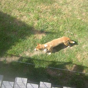 18/08/09 New Guinea Singing Dog