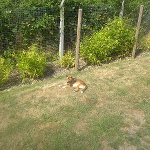 18/08/09 New Guinea Singing Dog