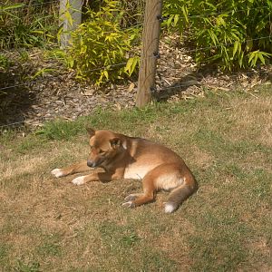 18/08/09 New Guinea Singing Dog