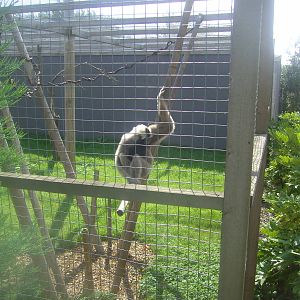 18/08/09 Pileated Gibbon