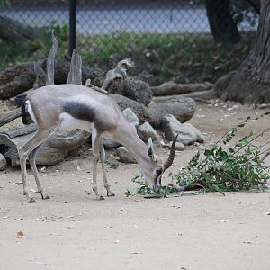 Los Angeles Zoo
