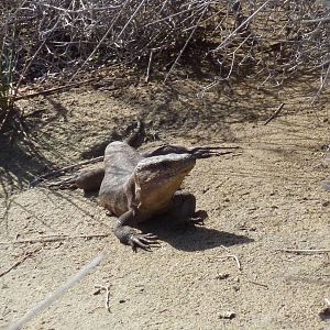 Gran Canaria Giant Lizard (Gallotia stehlini)