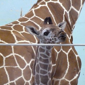 Where are my adoring fans?