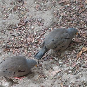 Ckrocking Gound Dove