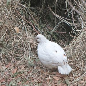 Whit Bobwhit Quail